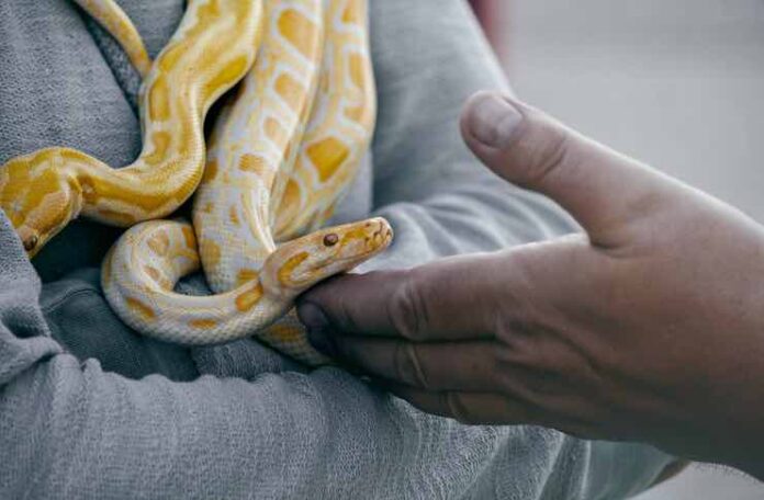 Common Misconceptions About Keeping Snakes as Pets