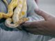Common Misconceptions About Keeping Snakes as Pets Common Misconceptions About Keeping Snakes as Pets