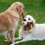 8 Best Ways to Keep Any Pet Entertained and Stimulated Best Ways to Keep Any Pet Entertained and Stimulated
