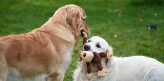 Best Ways to Keep Any Pet Entertained and Stimulated