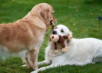 Best Ways to Keep Any Pet Entertained and Stimulated
