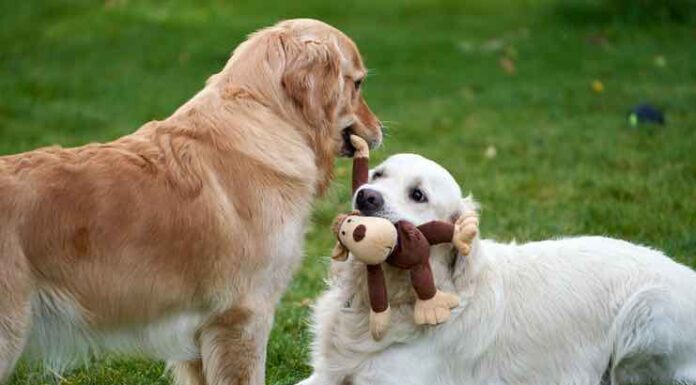 8 Best Ways to Keep Any Pet Entertained and Stimulated Best Ways to Keep Any Pet Entertained and Stimulated
