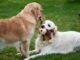 8 Best Ways to Keep Any Pet Entertained and Stimulated Best Ways to Keep Any Pet Entertained and Stimulated