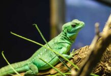 Basics of Green Iguana Handling and Care