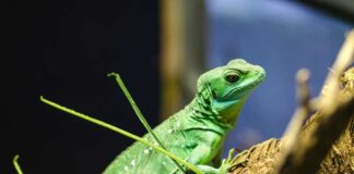 Basics of Green Iguana Handling and Care