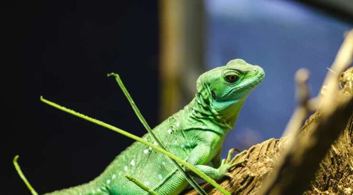 4 Basics of Green Iguana Handling and Care Basics of Green Iguana Handling and Care