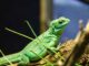 4 Basics of Green Iguana Handling and Care Basics of Green Iguana Handling and Care