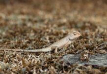 What Food Can Bearded Dragons Eat guide