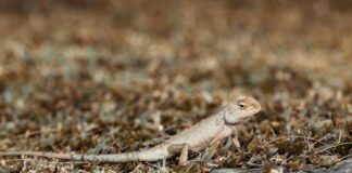 What Food Can Bearded Dragons Eat guide