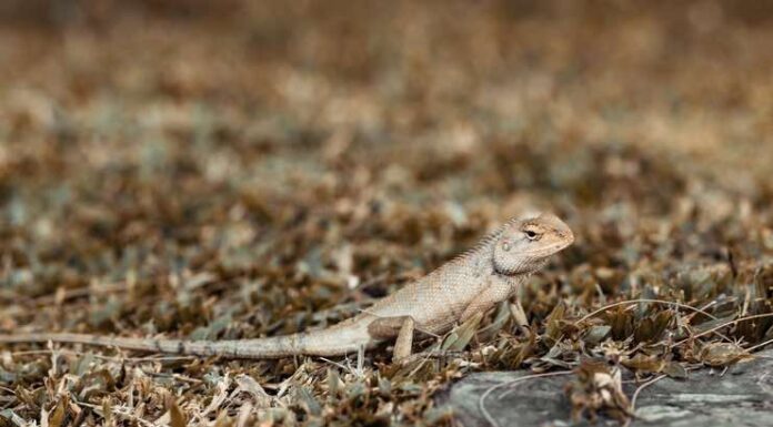 What Food Can Bearded Dragons Eat? A Simple and Clear Guide What Food Can Bearded Dragons Eat guide