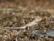 What Food Can Bearded Dragons Eat? A Simple and Clear Guide What Food Can Bearded Dragons Eat guide