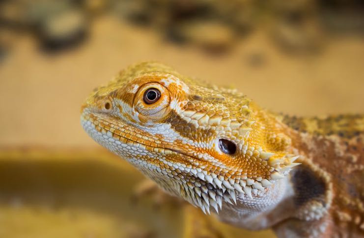 What Food Can Bearded Dragons Eat