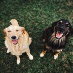 How To Determine Your Dog’s Age In Human Years dogs age in human years