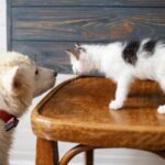 Tips For Your Cat And Dog To Live In Harmony Tips For Your Cat And Dog To Live In Harmony