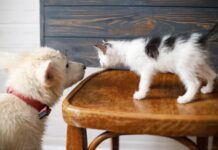 Tips For Your Cat And Dog To Live In Harmony Tips For Your Cat And Dog To Live In Harmony