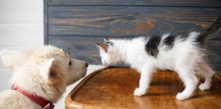 Tips For Your Cat And Dog To Live In Harmony Tips For Your Cat And Dog To Live In Harmony