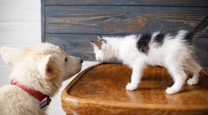 Tips For Your Cat And Dog To Live In Harmony Tips For Your Cat And Dog To Live In Harmony