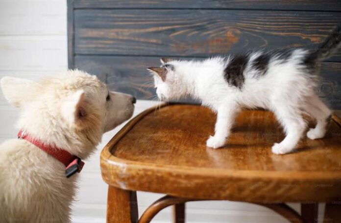 Tips For Your Cat And Dog To Live In Harmony