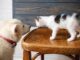Tips For Your Cat And Dog To Live In Harmony Tips For Your Cat And Dog To Live In Harmony