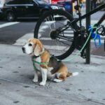 Mastering Manners: Effective Remote Dog Training Collars Remote Dog Training Collars