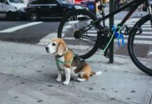 Mastering Manners: Effective Remote Dog Training Collars Remote Dog Training Collars