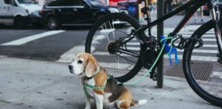 Mastering Manners: Effective Remote Dog Training Collars Remote Dog Training Collars