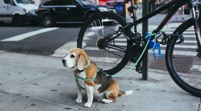 Mastering Manners: Effective Remote Dog Training Collars Remote Dog Training Collars