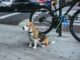 Mastering Manners: Effective Remote Dog Training Collars Remote Dog Training Collars
