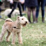 When Play Turns Aggressive: Navigating Dog Interactions At The Park Dog Interactions At The Park