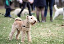 When Play Turns Aggressive: Navigating Dog Interactions At The Park Dog Interactions At The Park