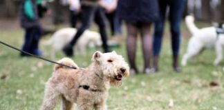When Play Turns Aggressive: Navigating Dog Interactions At The Park Dog Interactions At The Park