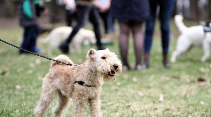 When Play Turns Aggressive: Navigating Dog Interactions At The Park Dog Interactions At The Park