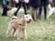 When Play Turns Aggressive: Navigating Dog Interactions At The Park Dog Interactions At The Park