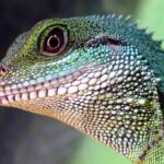 Navigating Exotic Pet Veterinary Care: Finding The Right Specialist Exotic Pet Veterinary Care