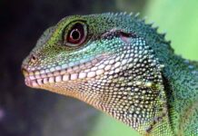 Navigating Exotic Pet Veterinary Care: Finding The Right Specialist Exotic Pet Veterinary Care