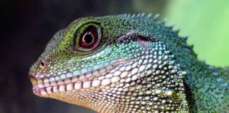 Navigating Exotic Pet Veterinary Care: Finding The Right Specialist Exotic Pet Veterinary Care