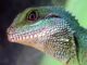 Navigating Exotic Pet Veterinary Care: Finding The Right Specialist Exotic Pet Veterinary Care