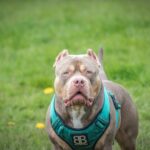 Best Vibration Collars For Deaf Dogs Vibration Collars For Deaf Dogs