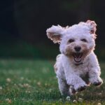 Get to Know the Maltese: A Small Dog with a Big Personality Maltese dog personality