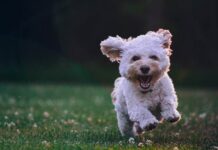 Get to Know the Maltese: A Small Dog with a Big Personality Maltese dog personality