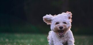 Get to Know the Maltese: A Small Dog with a Big Personality Maltese dog personality