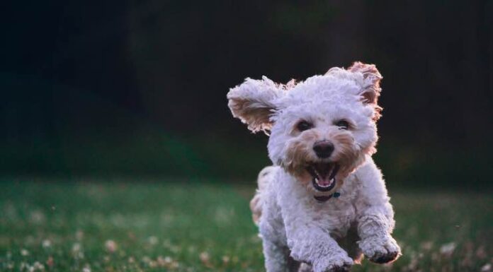Get to Know the Maltese: A Small Dog with a Big Personality Maltese dog personality