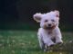 Get to Know the Maltese: A Small Dog with a Big Personality Maltese dog personality