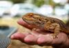 The Beginner’s Guide To Reptile Ownership: Getting Started With Your First Pet The Beginner's Guide To Reptile Ownership