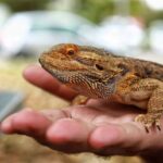 The Beginner’s Guide To Reptile Ownership: Getting Started With Your First Pet The Beginner's Guide To Reptile Ownership