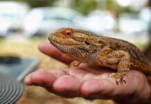 The Beginner’s Guide To Reptile Ownership: Getting Started With Your First Pet The Beginner's Guide To Reptile Ownership