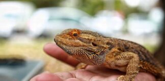 The Beginner’s Guide To Reptile Ownership: Getting Started With Your First Pet The Beginner's Guide To Reptile Ownership