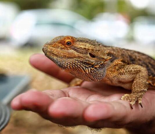 The Beginner’s Guide To Reptile Ownership: Getting Started With Your First Pet The Beginner's Guide To Reptile Ownership