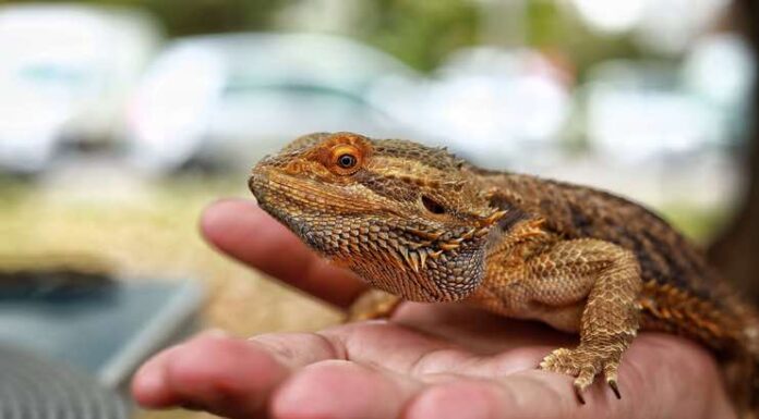 The Beginner’s Guide To Reptile Ownership: Getting Started With Your First Pet The Beginner's Guide To Reptile Ownership