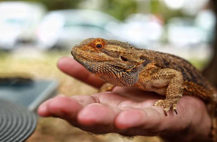 The Beginner's Guide To Reptile Ownership